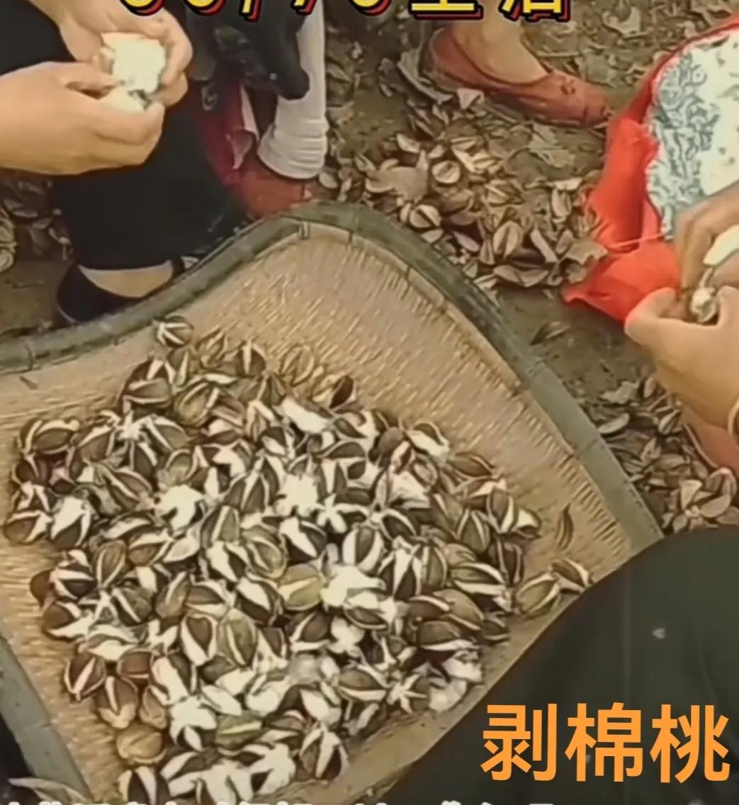 2022年种棉花形势咋样,种棉花难的视频