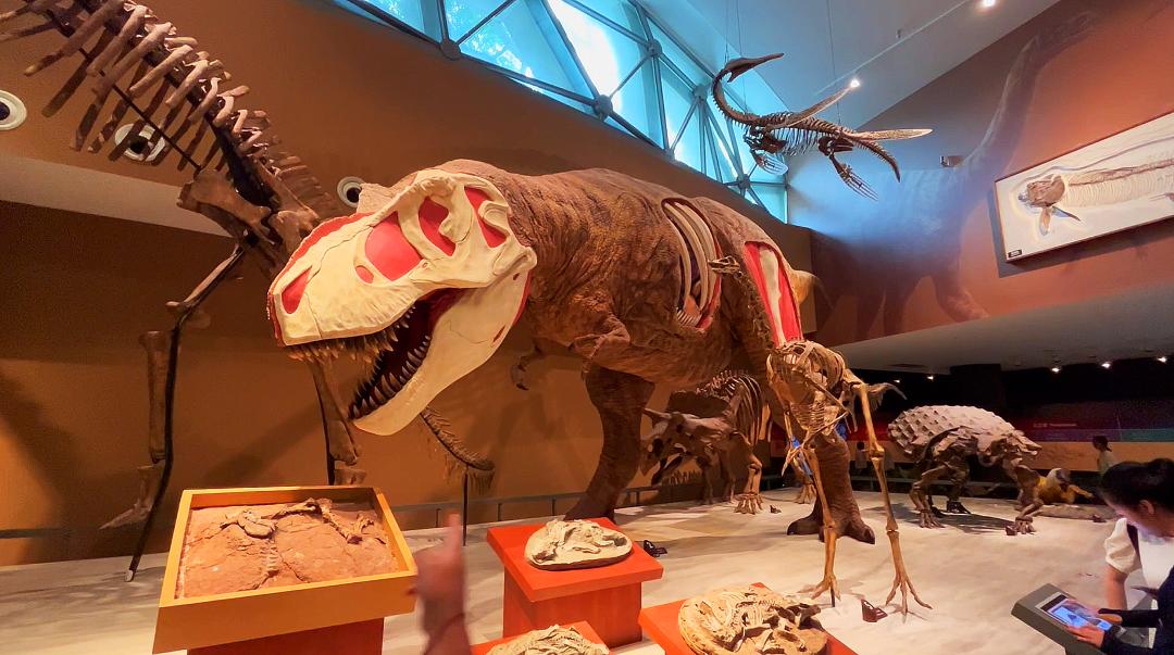 上海自然博物馆隐藏打卡,探秘上海隐秘地