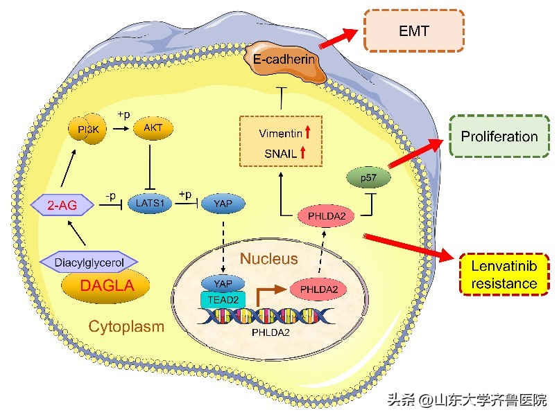 齐鲁医院李涛枣庄,齐鲁医院李涛医生最擅长什么