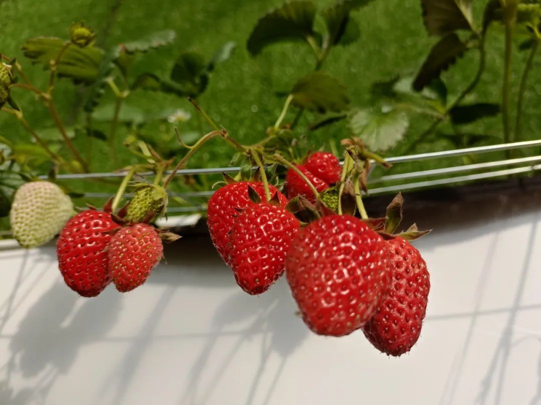 邀您来看，冬日里的“致富经”~