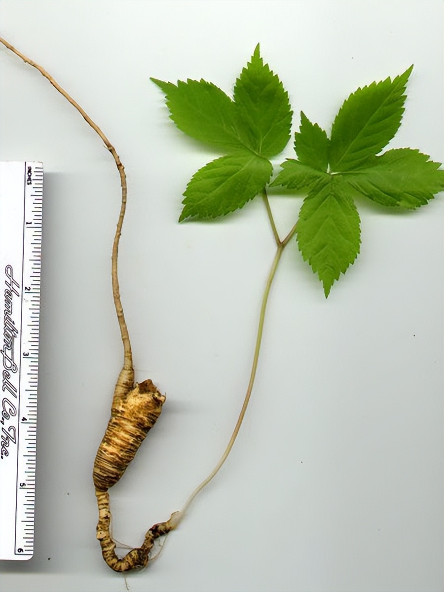 美国西洋参和中国西洋参有啥区别,美国产的西洋参好处是什么