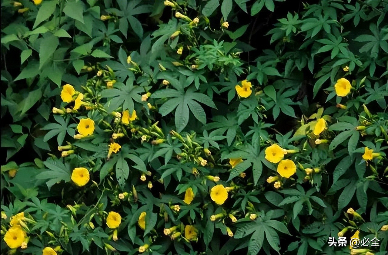 常见的藤本有哪些植物,广西常见的藤本植物