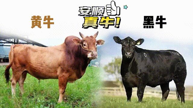 黄牛牛肉贵州,关岭黄牛有机牛肉