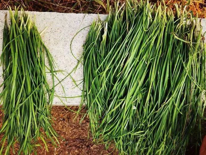 华人美国挖野菜，吃罚单？在纽约是这样挖蕨菜、韭菜、荠菜的