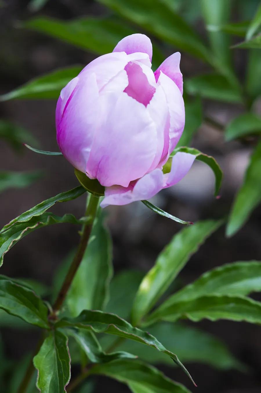 鐧借妽鏄嵂鏉愬悧,鑽潗鐧借妽璋佹敹