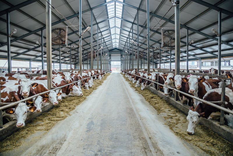 母牛养殖繁育怎么建牛舍,母牛养殖技术视频完整版