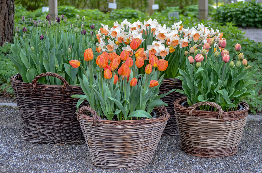郁金香叶子发黄蔫了,郁金香叶片枯萎怎么办