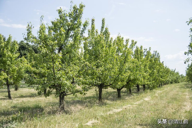 治疗黑星病的特效药物有哪些,黑星病的克星是啥药