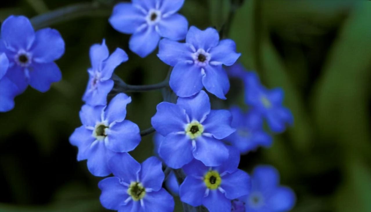 十二星座幸运花解读,十二星座幸运花双鱼座是紫罗兰