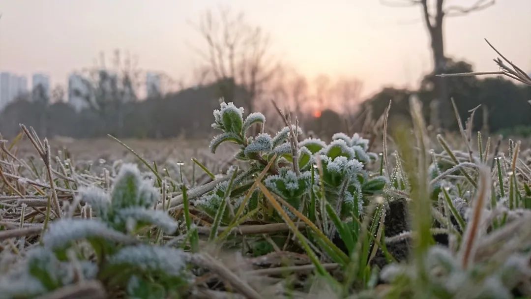 关于秋霜的诗句古诗词,带有秋霜的唯美诗句