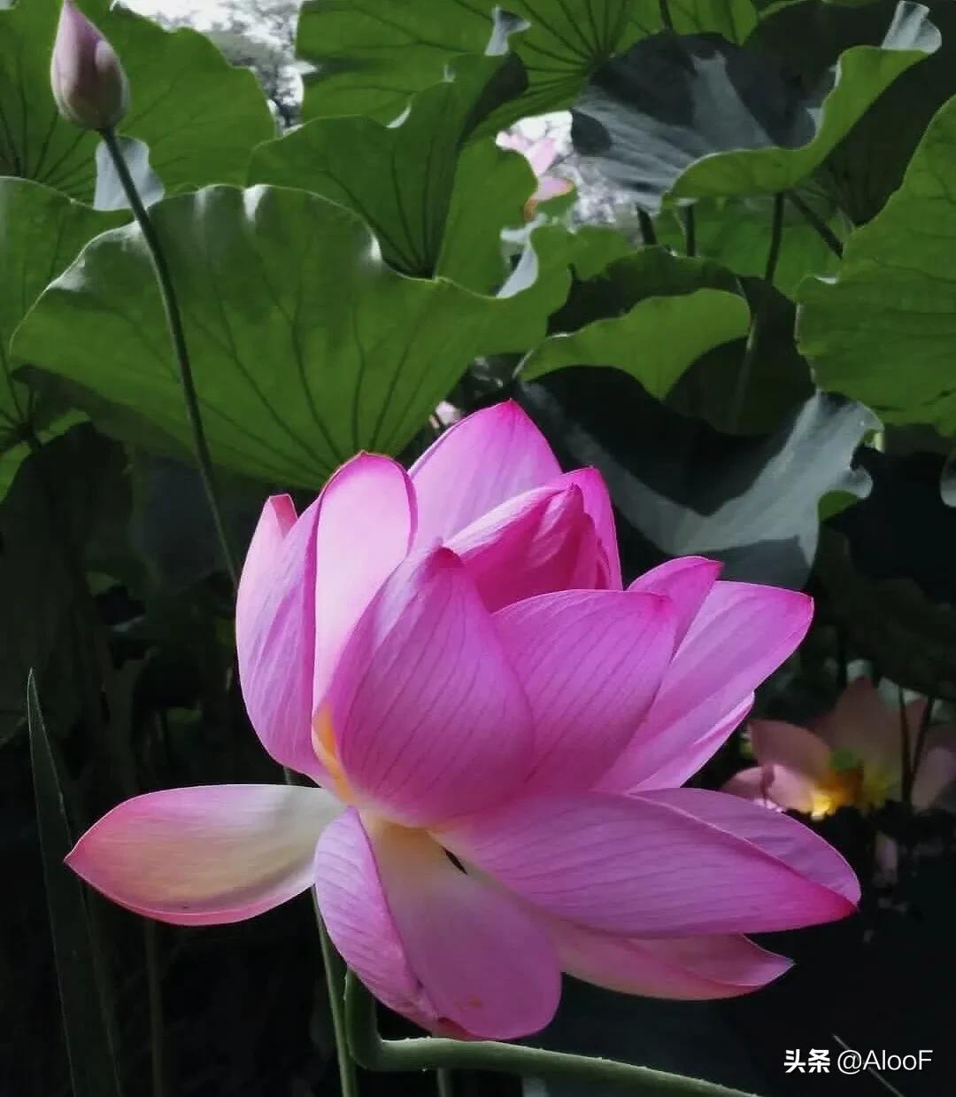 唯美的荷花壁纸,唯美荷花水墨画