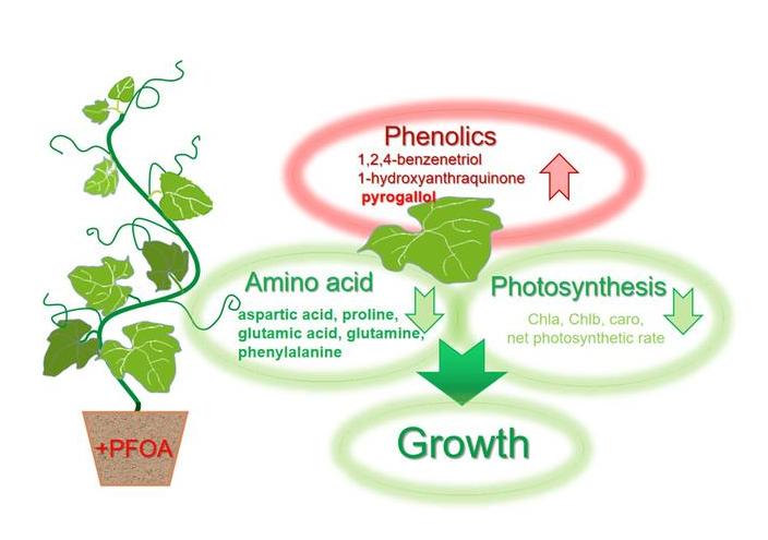 马铃薯种植与加工进展论文,马铃薯生产现状及发展趋势