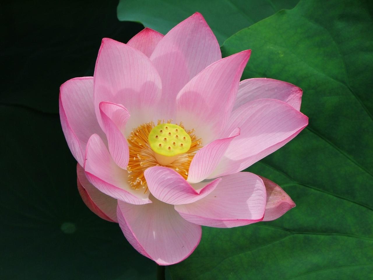 诗词·百花集：清水碧潭浮菡萏，翠盖玉颈立芙蓉