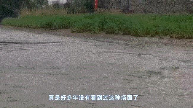 长江野生鲥鱼还有没有,现在长江鲥鱼怎么样了