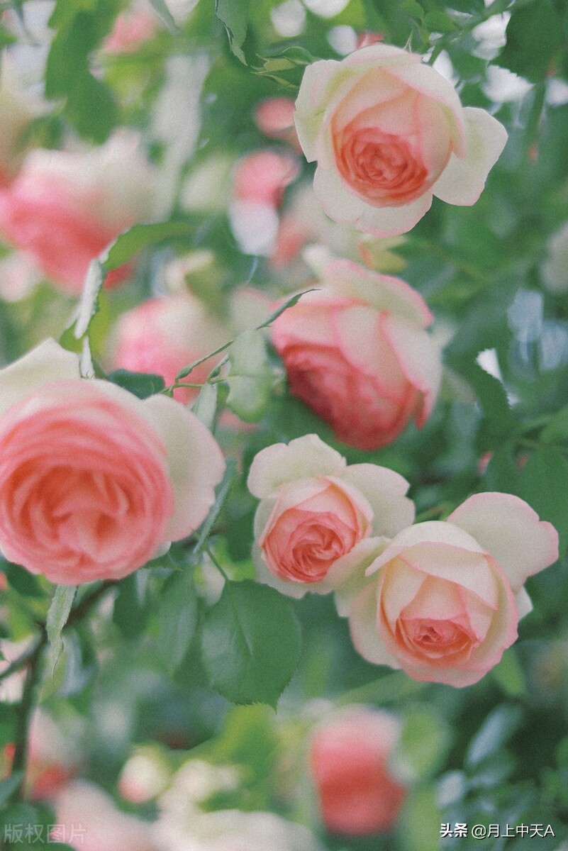 咏月季花的诗,月季花七绝诗