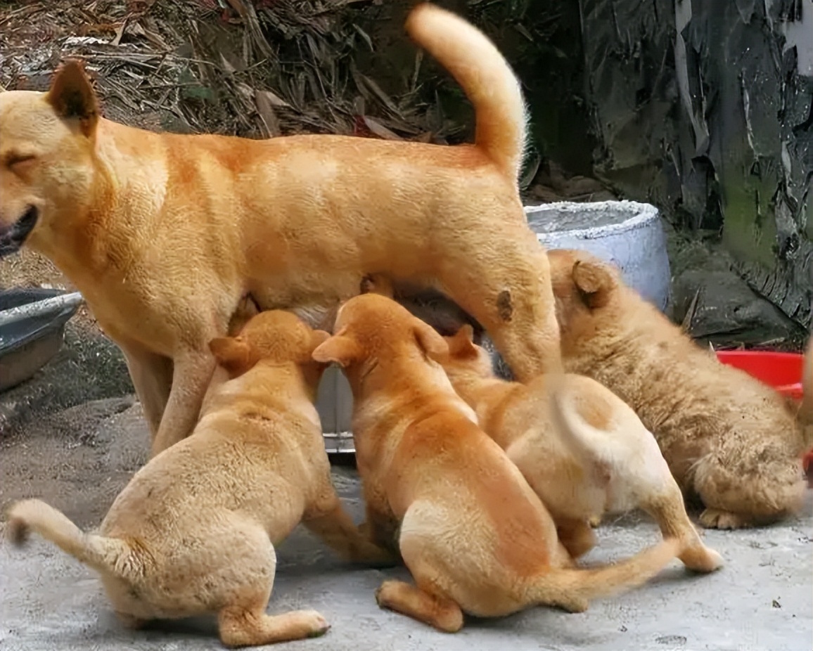 告诉狗狗秘密,告诉你一个秘密养猫千万别养黑猫