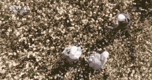 钱和*弹子**都用棉花造，欧洲*火军**商几乎都从我国买它