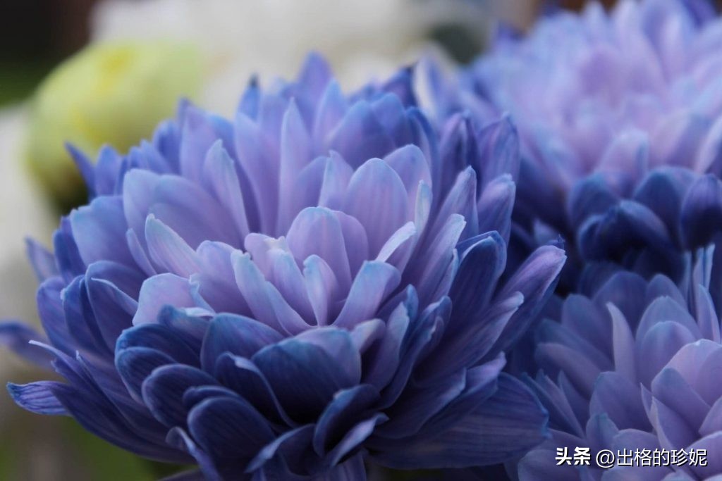 菊花的颜色的象征意义,不同颜色菊花的寓意和象征意义