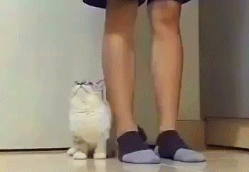 刚来的猫咪太粘人了怎么办,猫咪很黏主人是什么原因