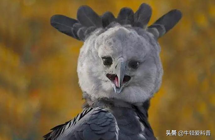 最厉害猛禽是什么鸟,世界十大猛禽实力排名虎雕