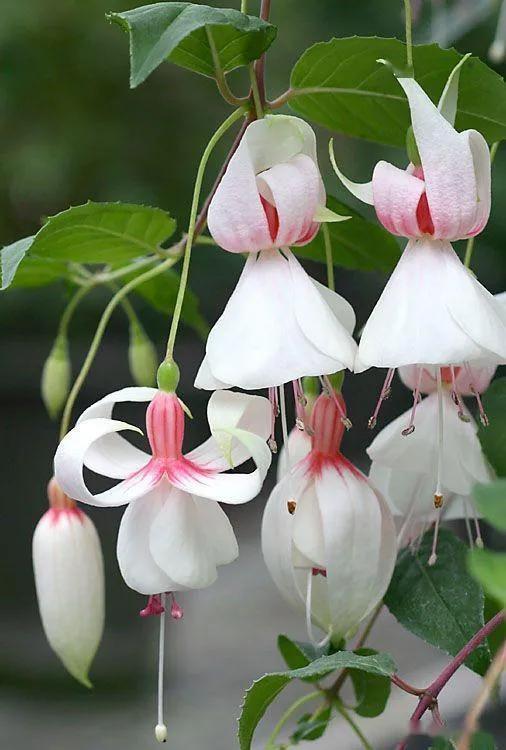 分享图片温暖大图,倒挂金钟花唯美视频