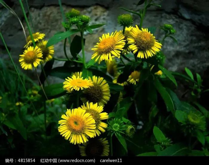 野菊杨万里,野菊花歌词