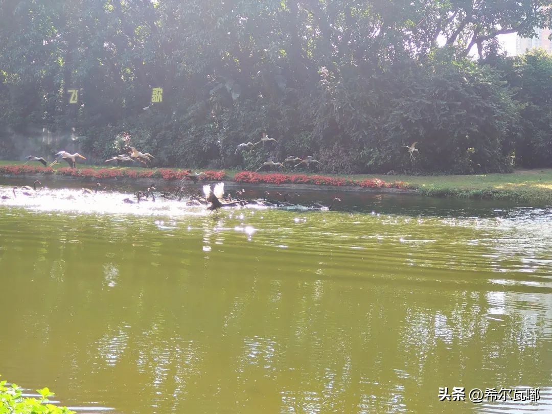 长隆游玩攻略推荐,长隆海洋王国游玩攻略大全视频