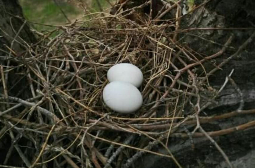 中国常见的斑鸠,斑鸠为何很少看到斑鸠巢穴