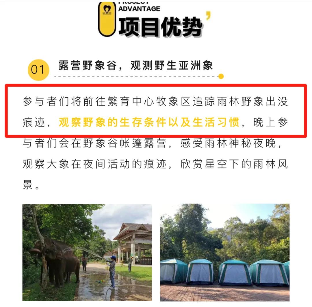 大象被铁链拴住,野象谷用针扎大象