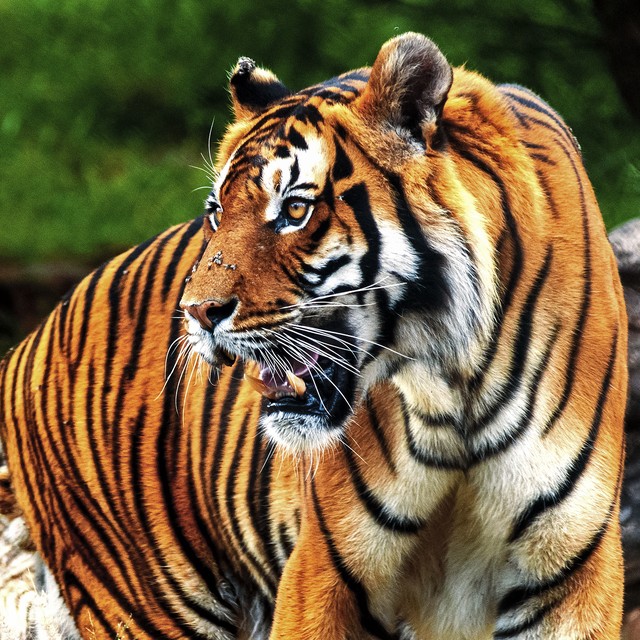 生肖虎狮子座弱点,属虎的狮子座是什么样的