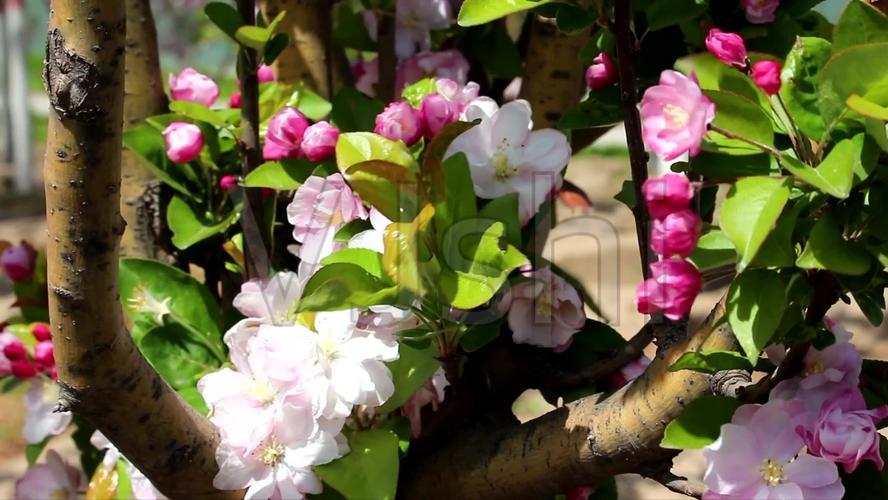 赞美和描写春天的古诗词名句,春天古诗词经典名句大全集