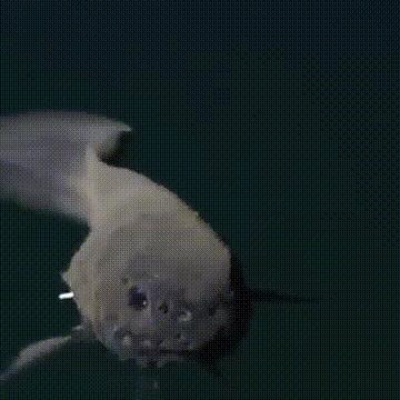 海底奇观欣赏,海底世界奇妙之旅图片