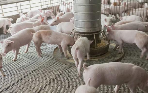 河南首个千亿富豪:靠22头猪起家,一年狂赚550亿,如今身价1750亿