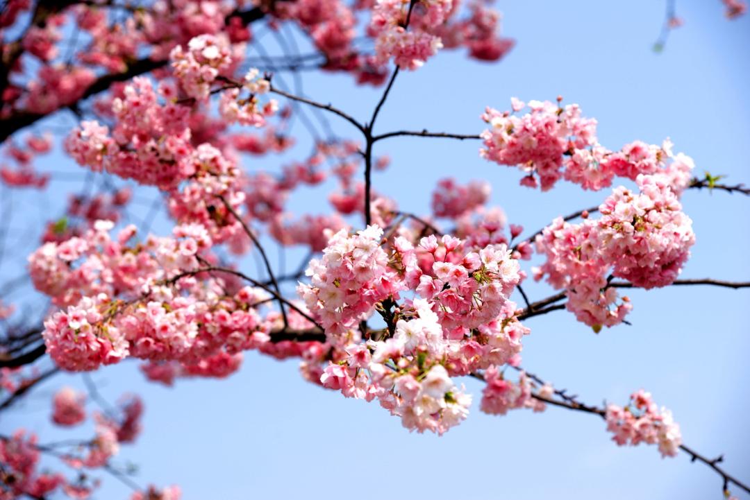 樱花季日本小众赏樱,樱花季全球赏樱胜地盘点