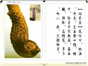 道地沙漠肉苁蓉产于哪个沙漠,道地中药材肉苁蓉