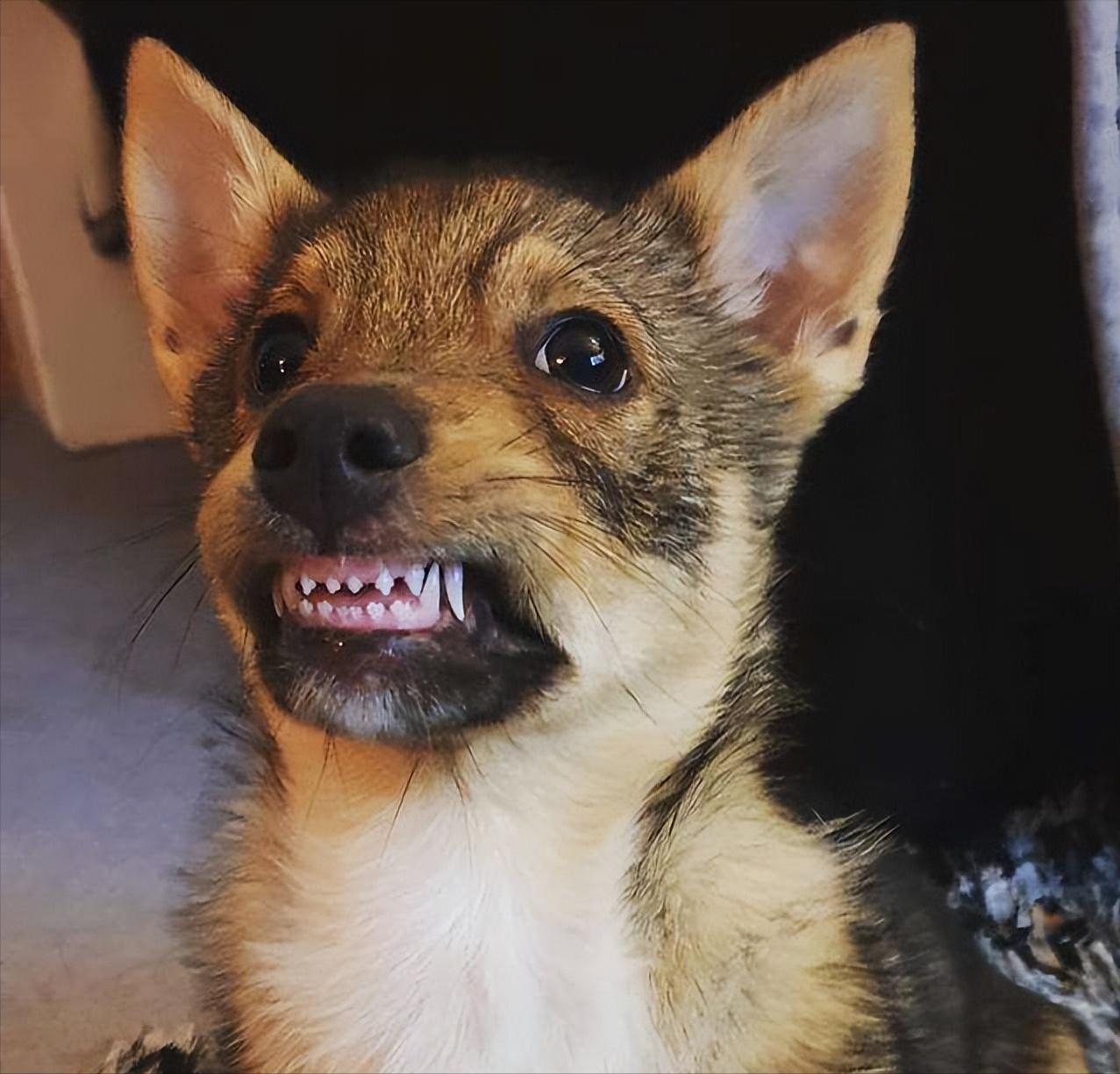 主人打狗严重会怎样,主人经常打狗狗会记仇吗