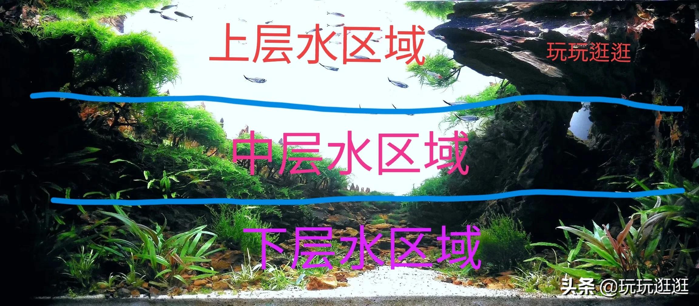 什么鱼观赏鱼不吃水草,适合在造景缸里的大型观赏鱼推荐