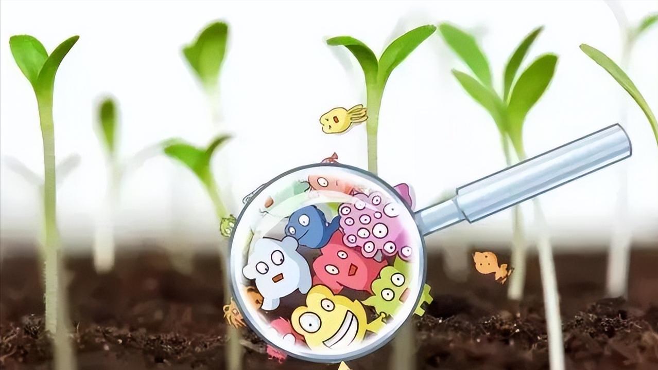 血热更容易招蚊子,吃了哪种水果更容易招蚊子