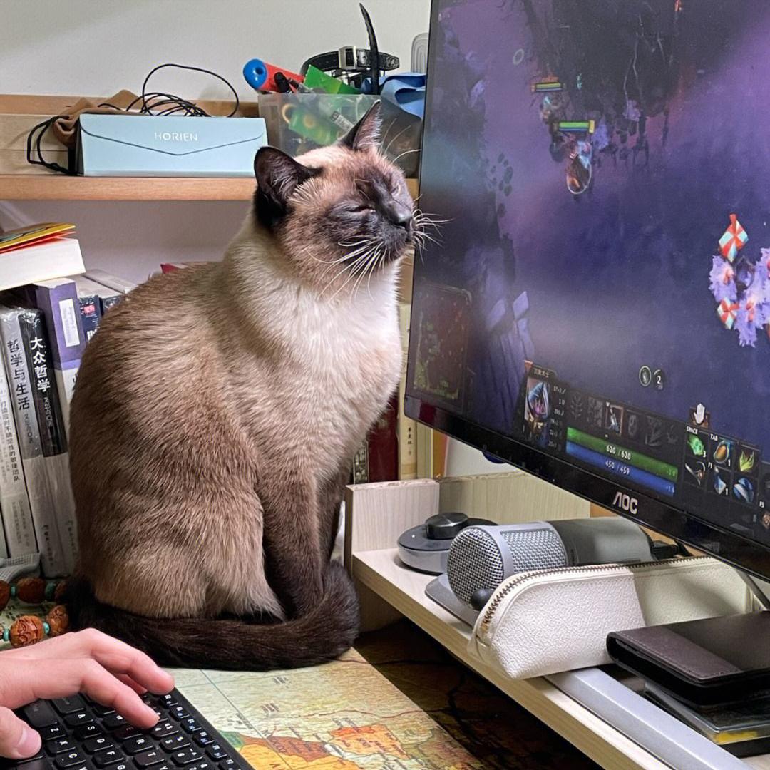 很可怕的5种猫不建议饲养,哪些猫比较适合新手饲养