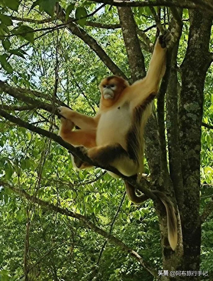 还没来得及去日本，却在秦岭来了趟值回东京票价的旅行