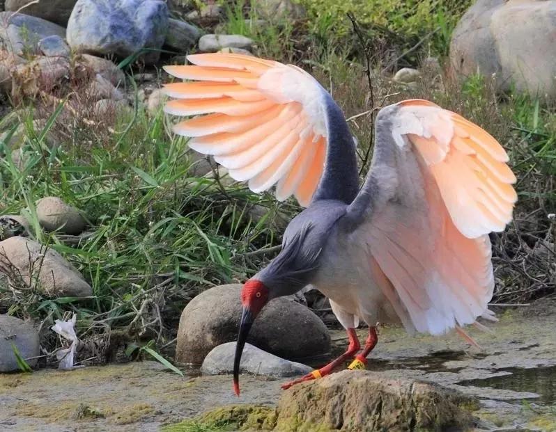 动物千姿百态,动物园的动物千姿百态