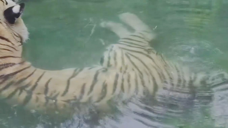 广州动物园老虎骨瘦如柴,动物园老虎骨瘦如柴