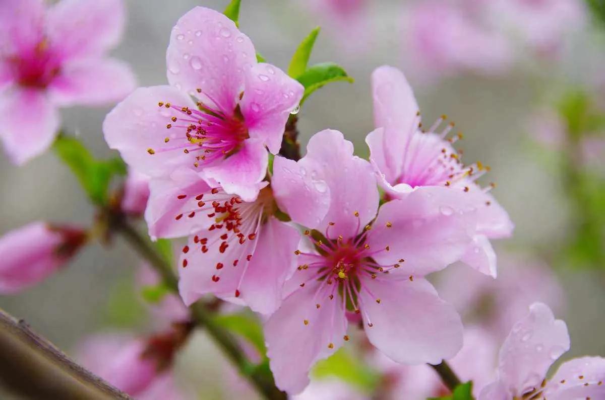 桃花运是艳遇还是恋爱,为什么桃花运叫桃花运
