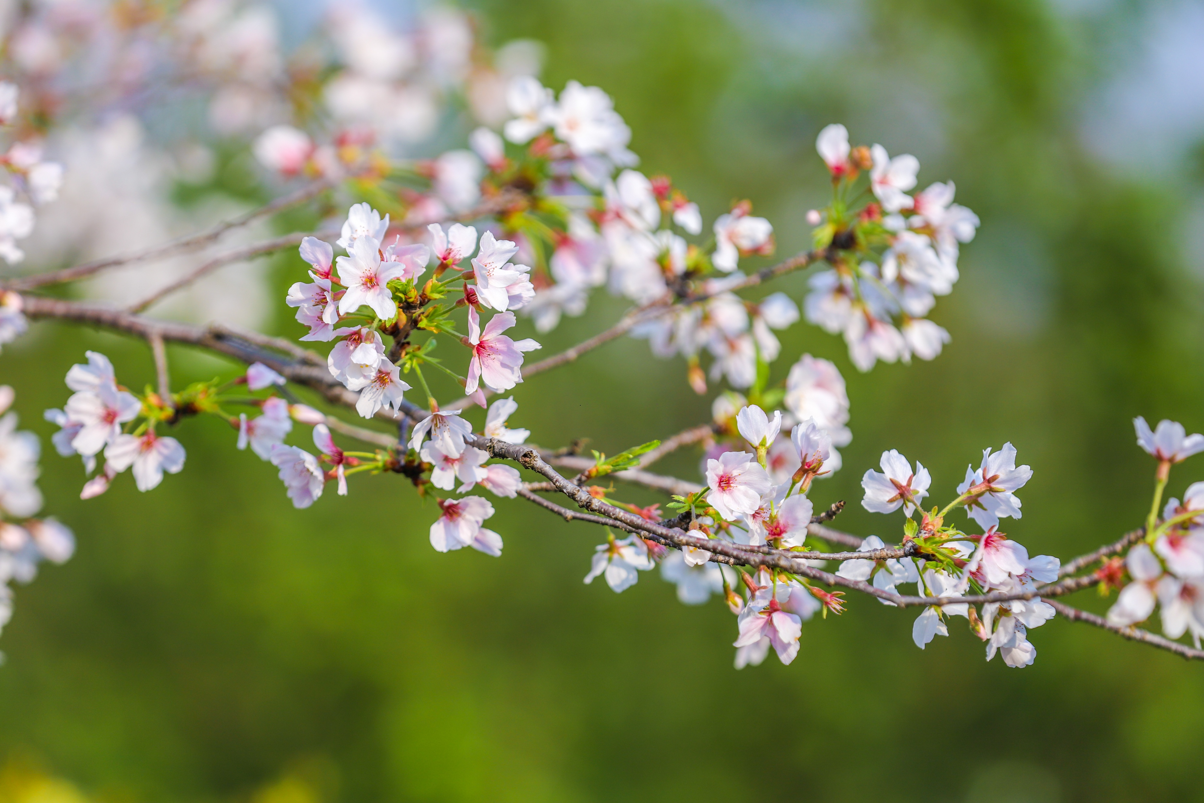 同心花海樱花航拍,踏青赏花邂逅一场浪漫樱花盛宴
