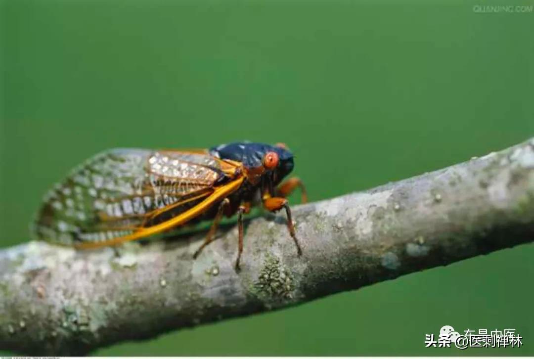 蝉的禅意深度有多深,蝉意与禅意