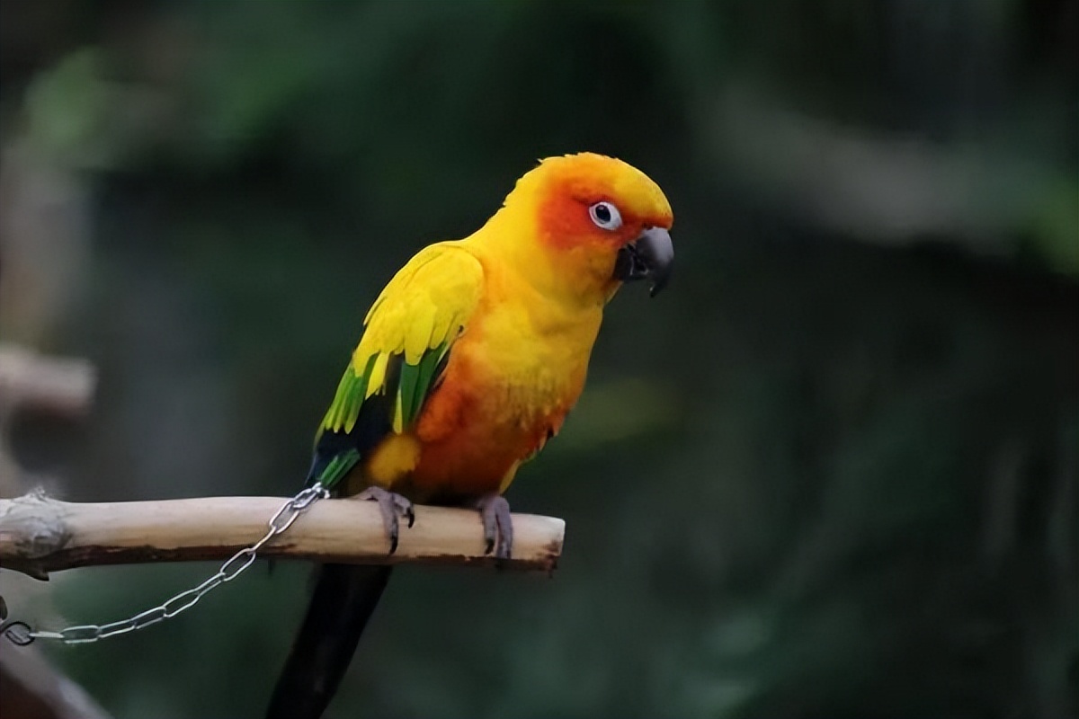 养宠小知识鹦鹉喂奶粉还要喂水吗,鹦鹉日常吃什么最好养