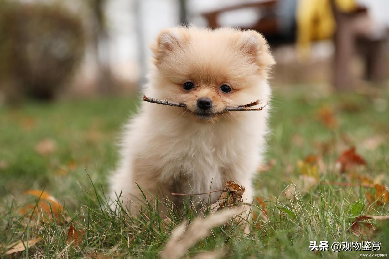 迷你小狗推荐便宜好养,迷你小狗好养活