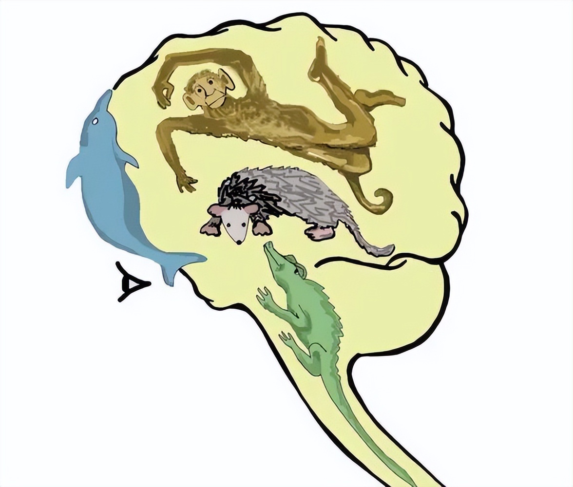 你了解自己的大脑吗三脑合一理论,人的三个大脑是怎么运作的