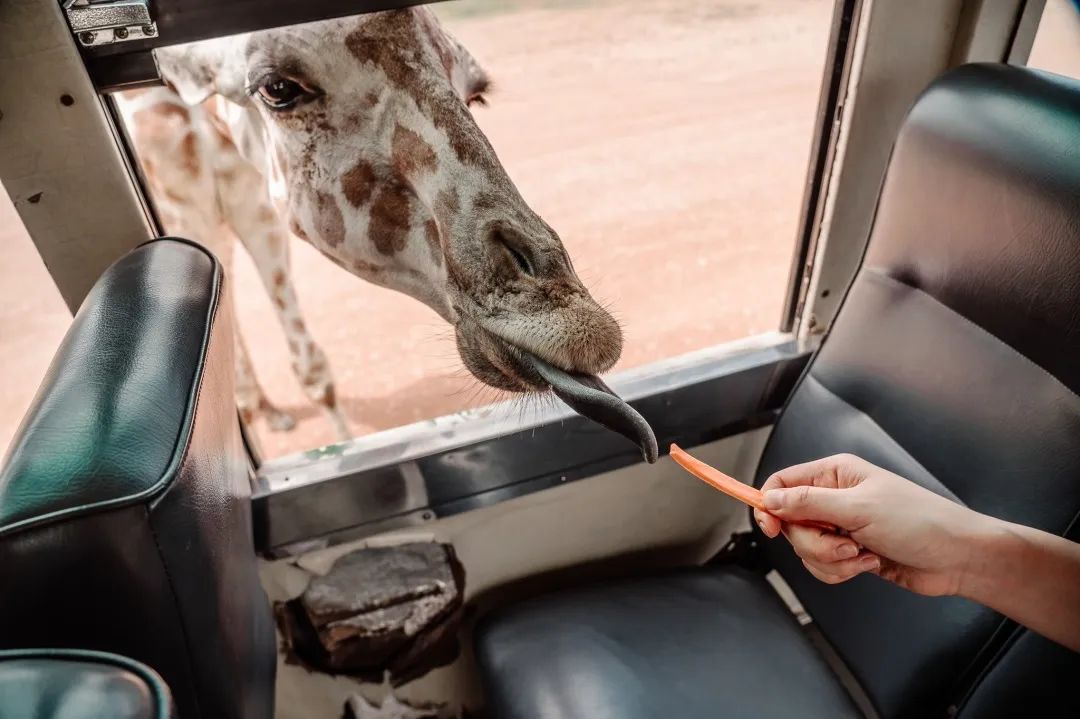 泰国曼谷旅游必去十大景区,泰国野生动物园亲子游