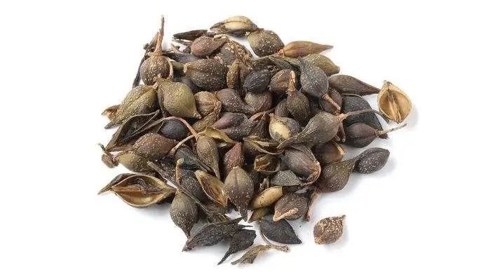 植物标本采集制作图,植物标本的采集制作与保存